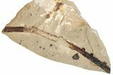 Conifer Twig Fossil - McAbee, BC #274217-1